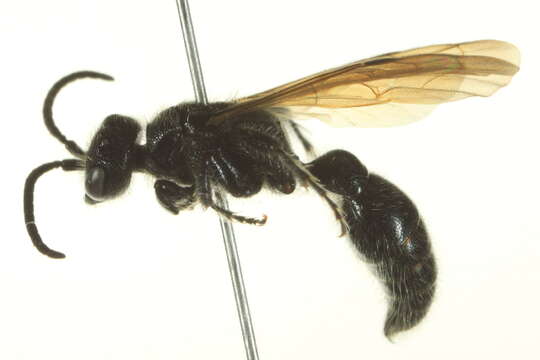 Image of tiphiid wasps