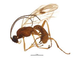 Image of Mummy-wasps