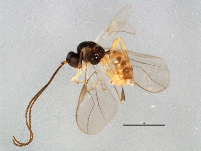 Image of Opiinae