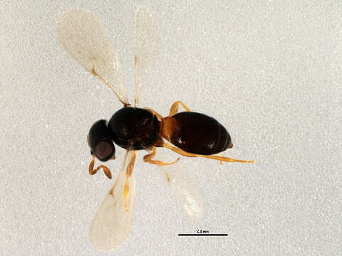 Image of Scelioninae