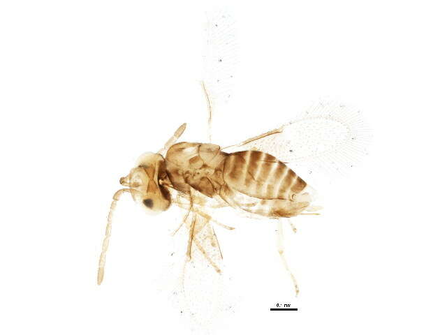 Image of Aphelinidae