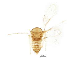 Image of Aphelinidae