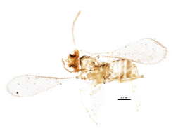 Image of Aphelinidae