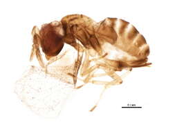 Image of Trichogramma