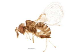 Image of Trichogramma