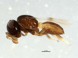 Image of Scelioninae