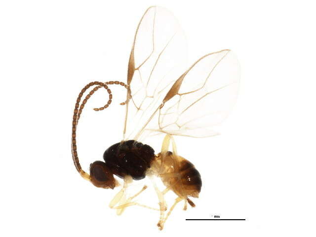 Image of Opiinae