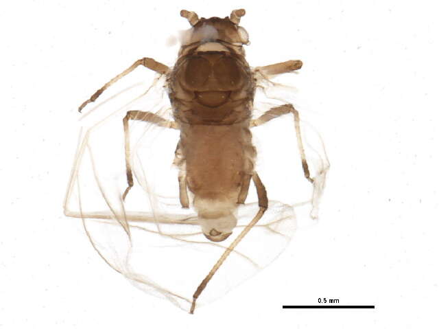 Image of Rhopalosiphum oxyacanthae