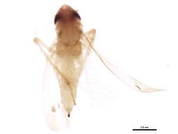 Image of Erythridula