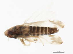 Image of Erythroneura ontari Robinson 1924