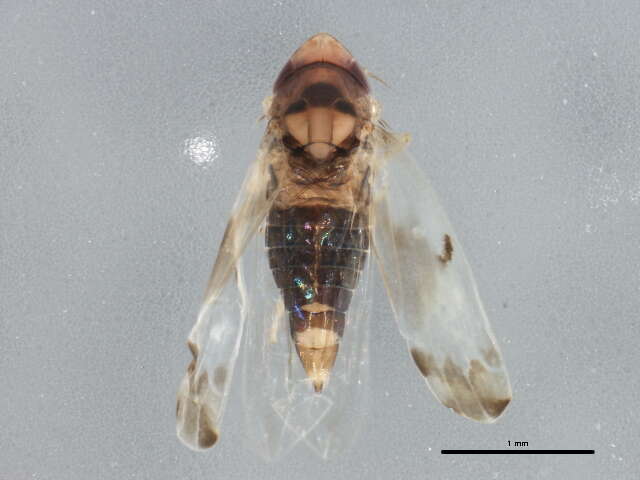 Image of Erythroneura ontari Robinson 1924