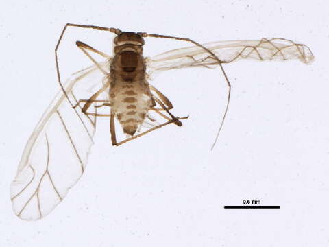 Image of Chaetosiphon (Pentatrichopus) fragaefolii (Cockerell & T. D. A. 1901)