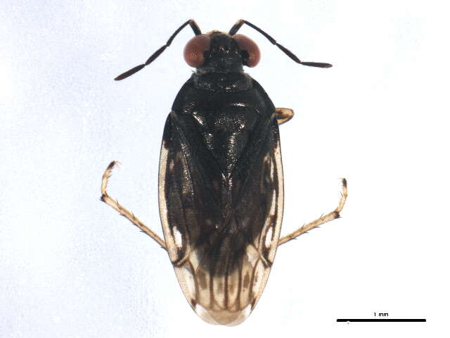 Image of Saldula opacula (Zetterstedt 1838)