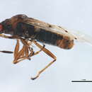 Image of Kleidocerys resedae geminatus (Say & T. 1831)