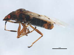 Image of Kleidocerys resedae geminatus (Say & T. 1831)