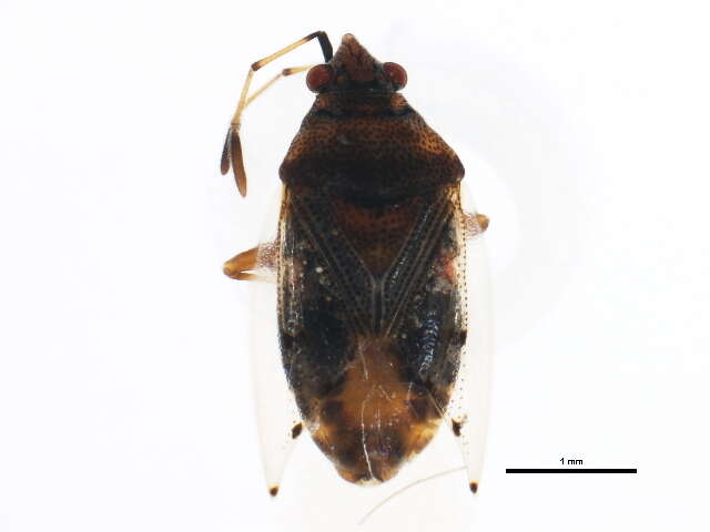 Image of Kleidocerys resedae geminatus (Say & T. 1831)