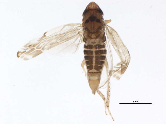 Plancia ëd Erasmoneura vulnerata (Fitch 1851)