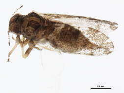 Image of jumping plantlice
