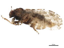 Слика од Erasmoneura vulnerata (Fitch 1851)