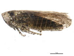 Image of Paraphlepsius (Gamarex) truncatus Van Duzee 1892