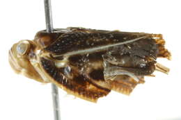 Image of Citrus Flatid Planthopper