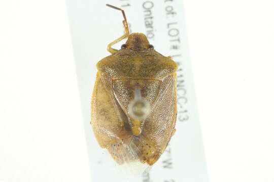 Image of Stink bug