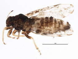 Image of jumping plantlice