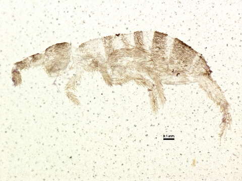 Image of slender springtails