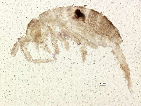 Image of slender springtails