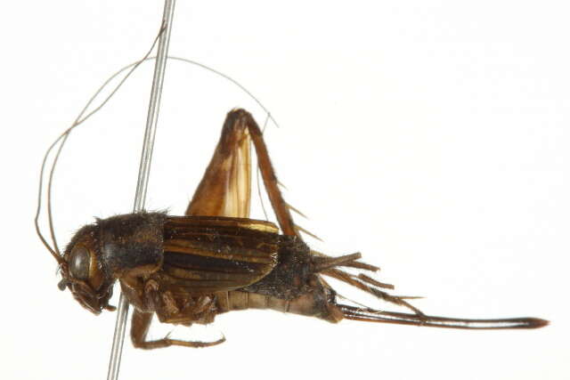 Image of Striped Ground Cricket