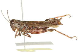 Image of Pine Tree Spur-throat Grasshopper