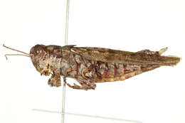 Image of Pine Tree Spur-throat Grasshopper