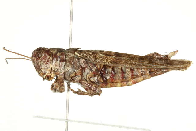 Image of Pine Tree Spur-throat Grasshopper