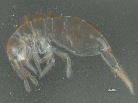 Image of slender springtails