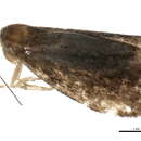 Image of <i>Prochoreutis inflatella</i>