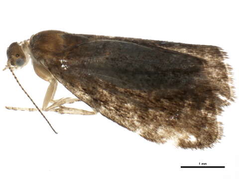 Image of <i>Prochoreutis inflatella</i>