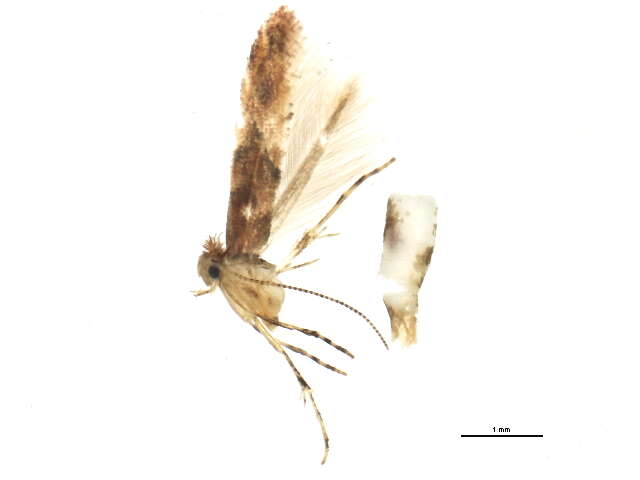 صورة Phyllonorycter celtifoliella (Chambers 1871)