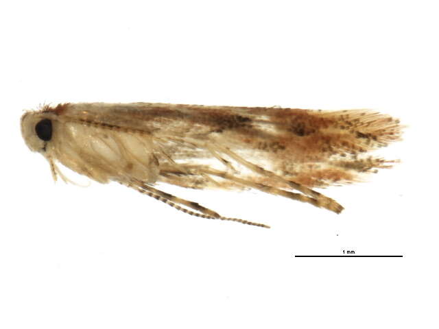 صورة Phyllonorycter celtifoliella (Chambers 1871)