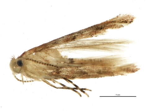 صورة Phyllonorycter celtifoliella (Chambers 1871)