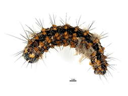 Image of <i>Acronicta insularis</i>