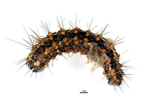 Sivun <i>Acronicta insularis</i> kuva