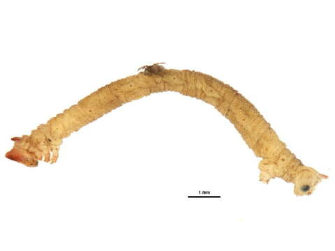 Image of Chlorochlamys chloroleucaria Guenée 1857