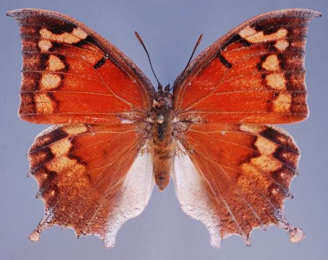 Image of Tropical Leafwing