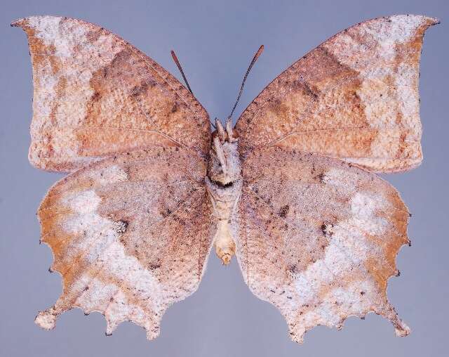 Image of Tropical Leafwing