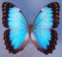 Image of <i>Morpho achilles guerrerensis</i>