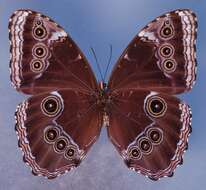 Image of <i>Morpho achilles guerrerensis</i>