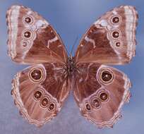 Image of <i>Morpho achilles guerrerensis</i>