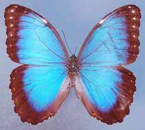 Image of <i>Morpho achilles montezuma</i>