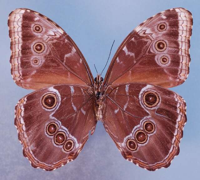 Image of <i>Morpho achilles montezuma</i>