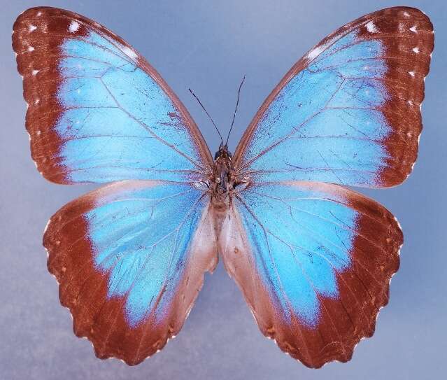 Image of <i>Morpho achilles montezuma</i>